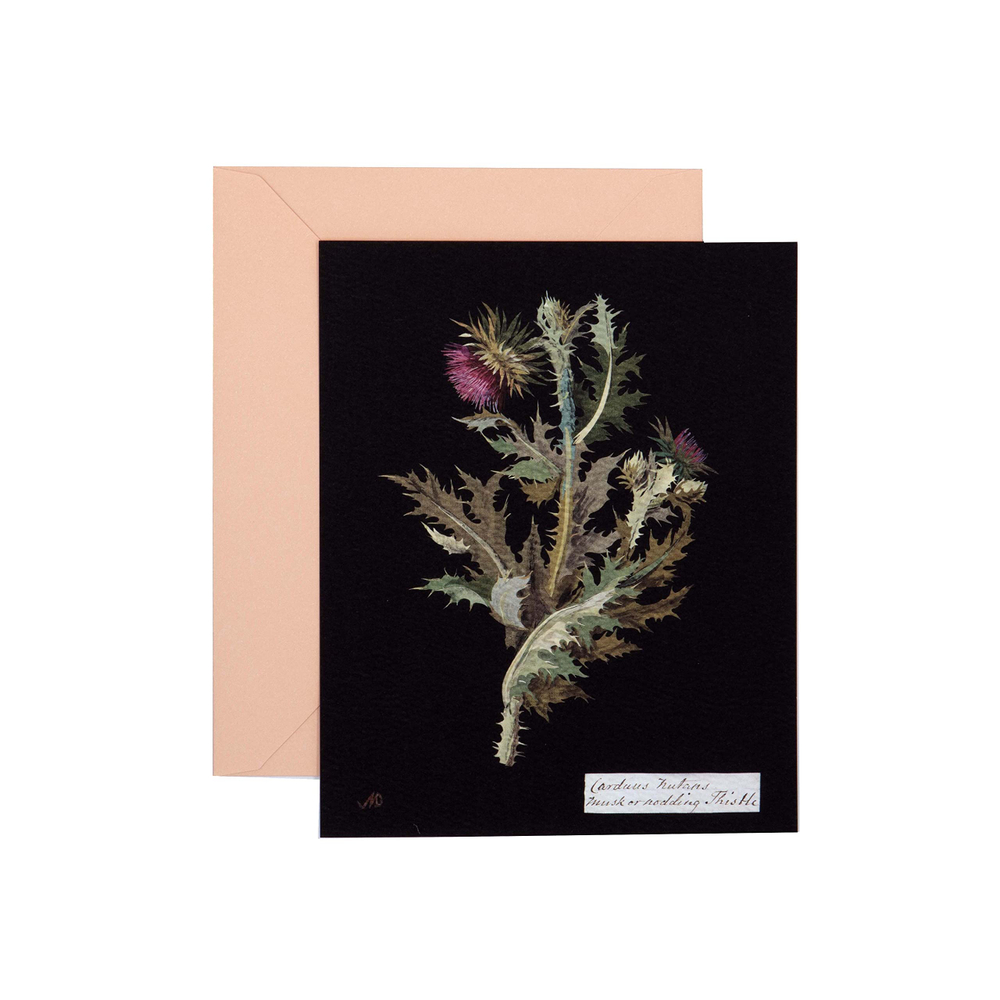 Paper Flowers Cards and Envelopes: The Art of Mary Delany