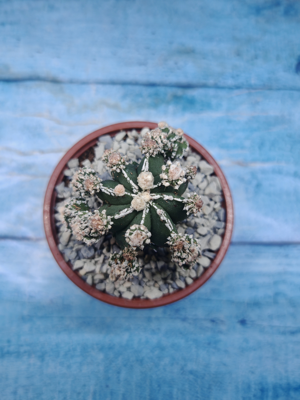 Astrophytum Myriostigma "Hakujo Fukuryu" (Астрофитум)