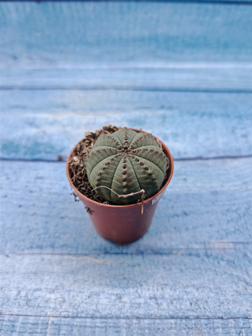 Euphoria Obesa (Эуфорбия)