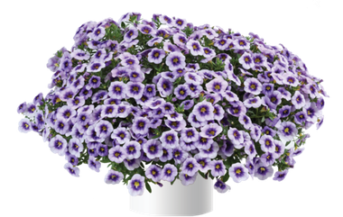 19104 Калибрахоа EYECONIC Purple (Весна 2026)