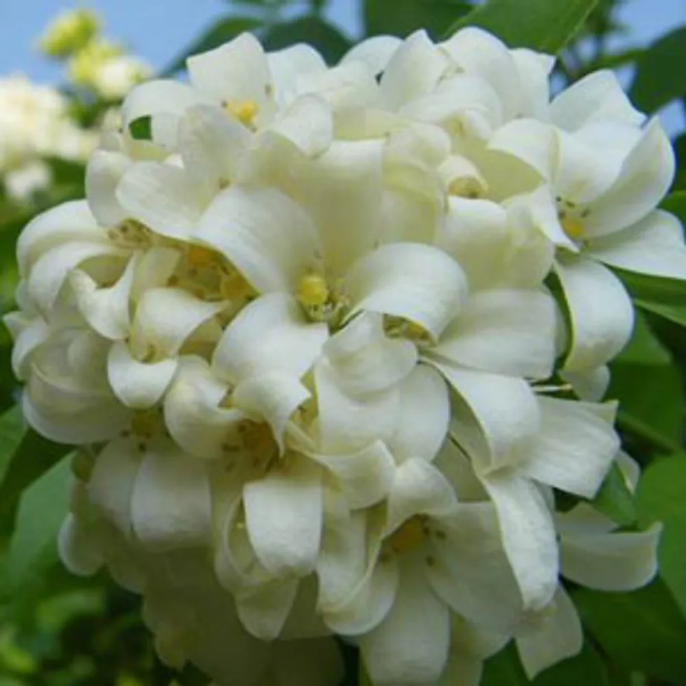 Мурайя Метельчатая (Murraya paniculata)