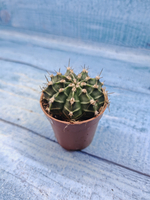 Gymnocalycium Friedrichii (Гимнокалициум)