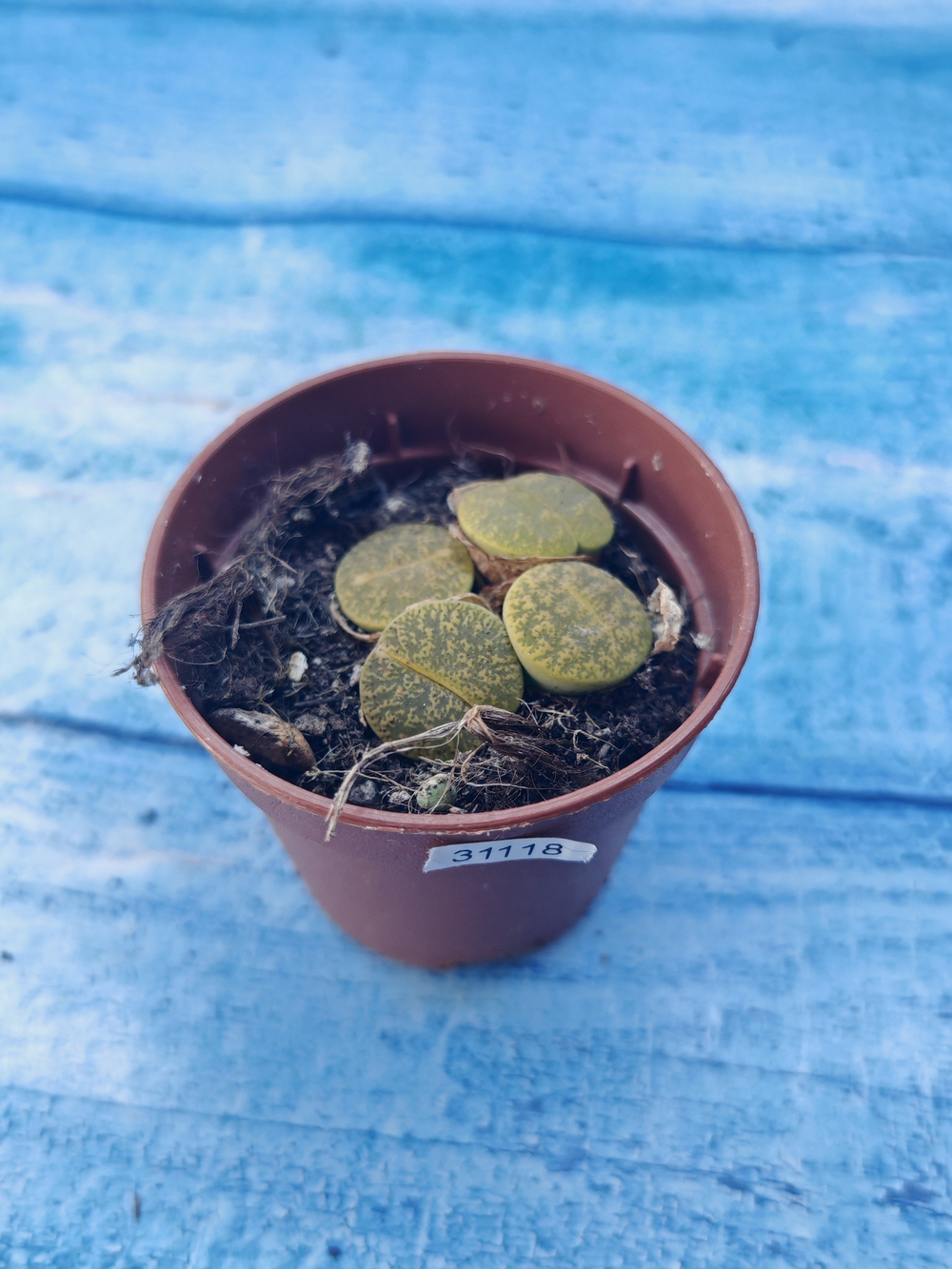 Lithops sp. (Литопсы)