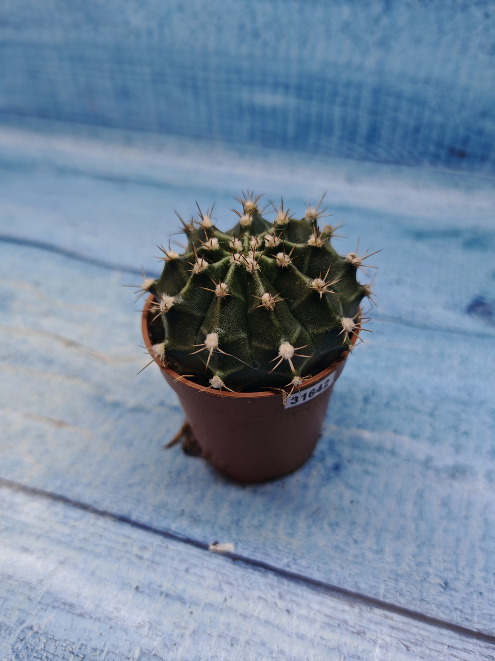 Gymnocalycium Friedrichii (Гимнокалициум)