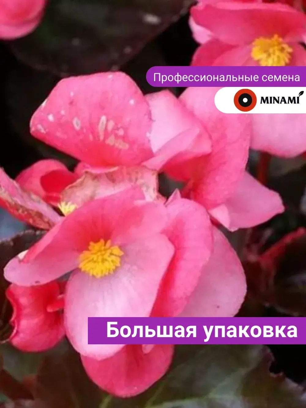Бегония Вариация тёмно-розовая F1 30шт.