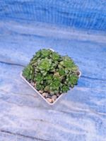 Graptosedum Little Gimmie (Граптоседум)