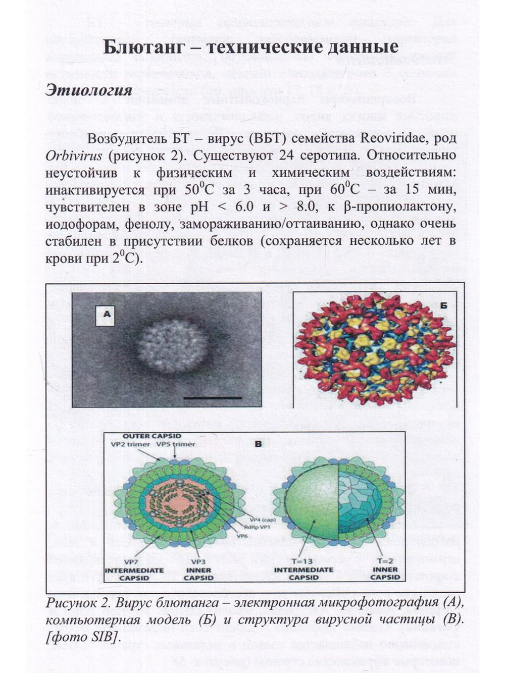 Блютанг и блютангоподобные инфекции