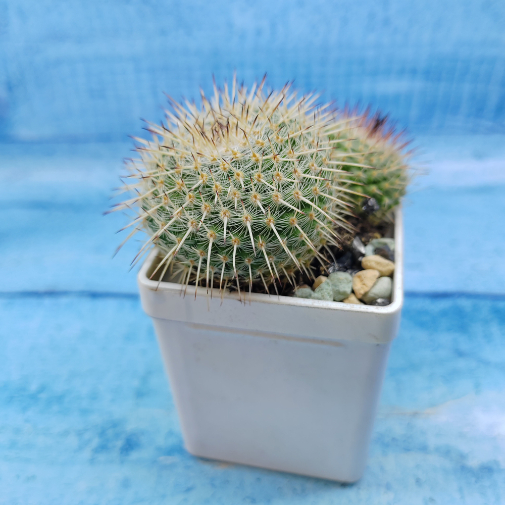 Mammillaria Parkinsonii (Маммилярия)
