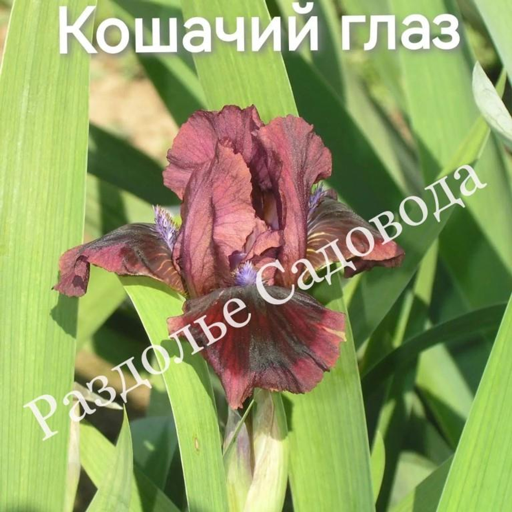Ирис бородатый Кошачий глаз
