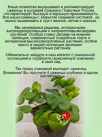 Клубника Белый швед белая