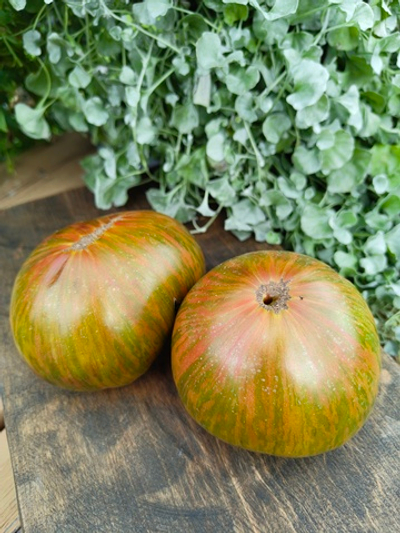 Гном Мятные полосы (Dwarf Peppermint Stripes)
