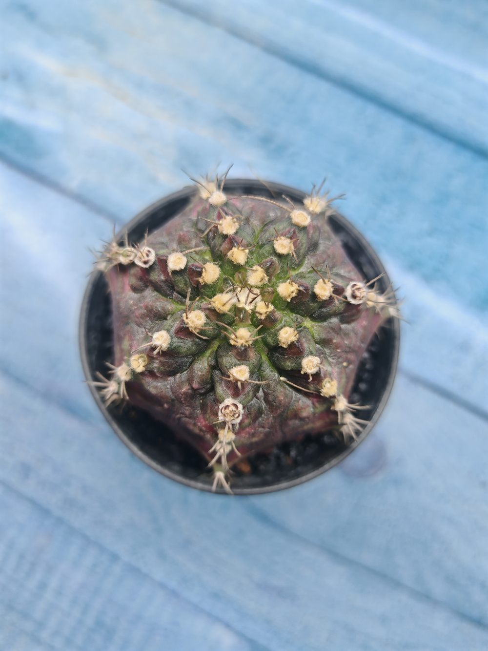 Gymnocalycium T-Rex Pink hybride (Гимнокалициум T-rex)