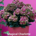 Magicale "Charlotte (Меджикал "Шарлотт" ) Р9