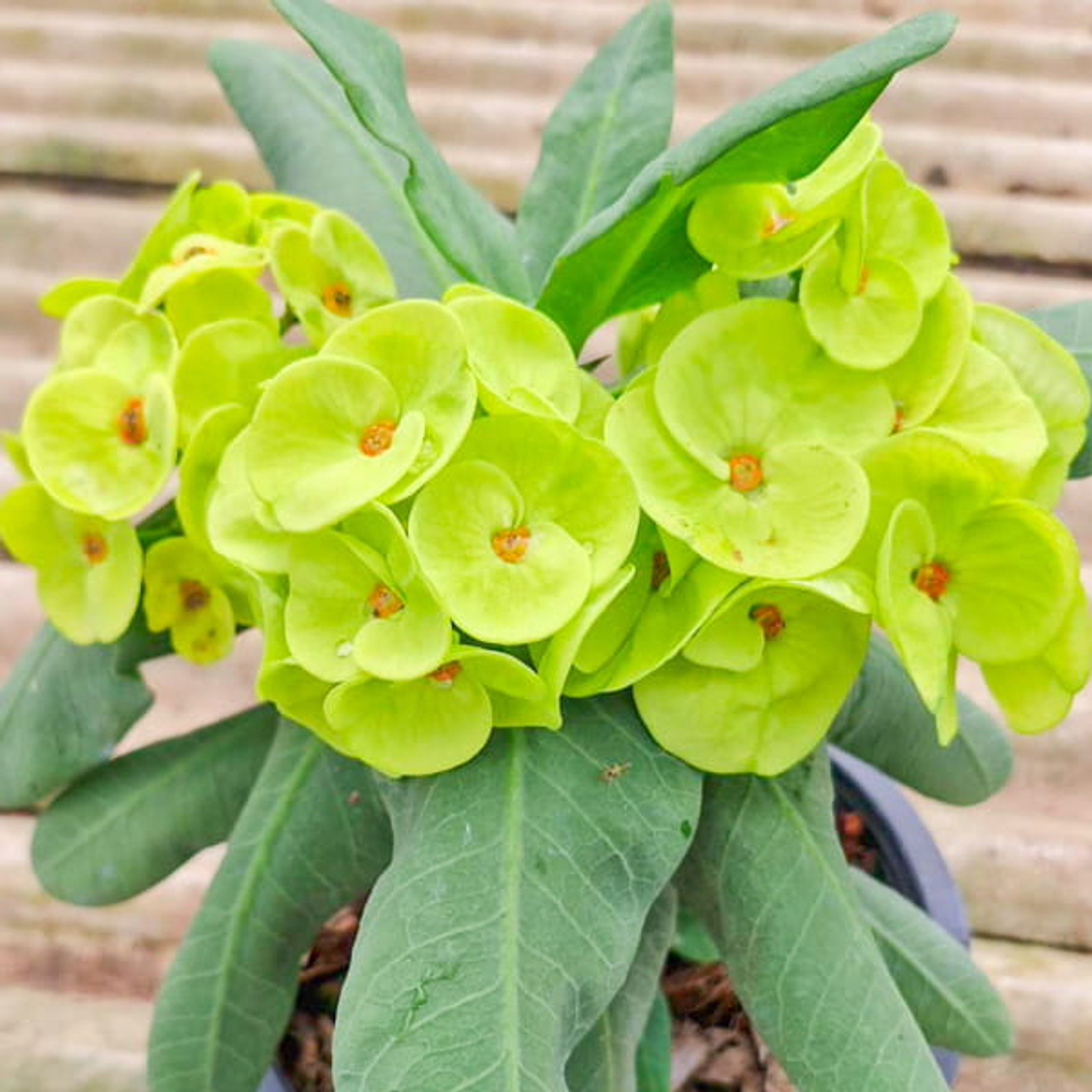 Эуфорбия Миля JADE DRAGON