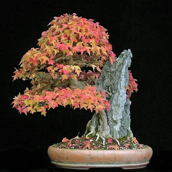 Клен Бюргера трехраздельный  (Acer buergeranum) семена 3 шт