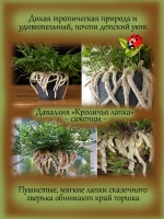 Даваллия Кроличья лапка комнатный папоротник
