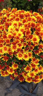 N188 BOREALIE ORANGE