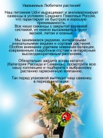 Колеус Пёстрая шаль вегетативный