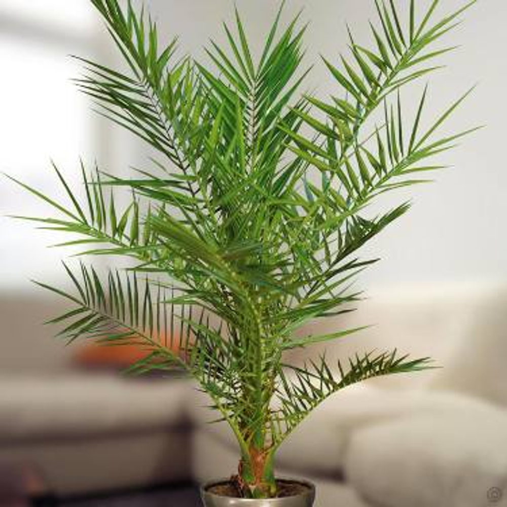 Финик Канарский (Phoenix canariensis) семена 3 шт