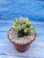 Euphorbia Pseudoglobosa variagate (Эуфорбия)