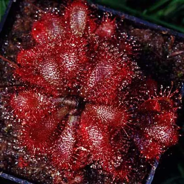 Drosera Montana (Росянка Монтана)