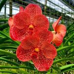 Ванда V NARAT ORANGE SPOT (P85)