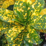 Кротон YELLOW SPLASH
