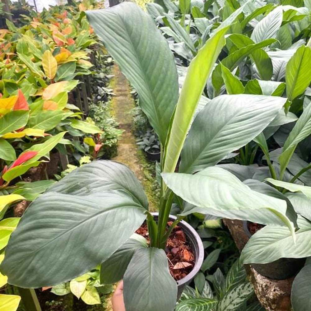 Спатифиллум BODHI LEAF (В108)