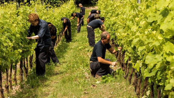 Tenuta San Leonardo получило статус Organic Farm Tenuta San Leonardo получило статус Organic Farm