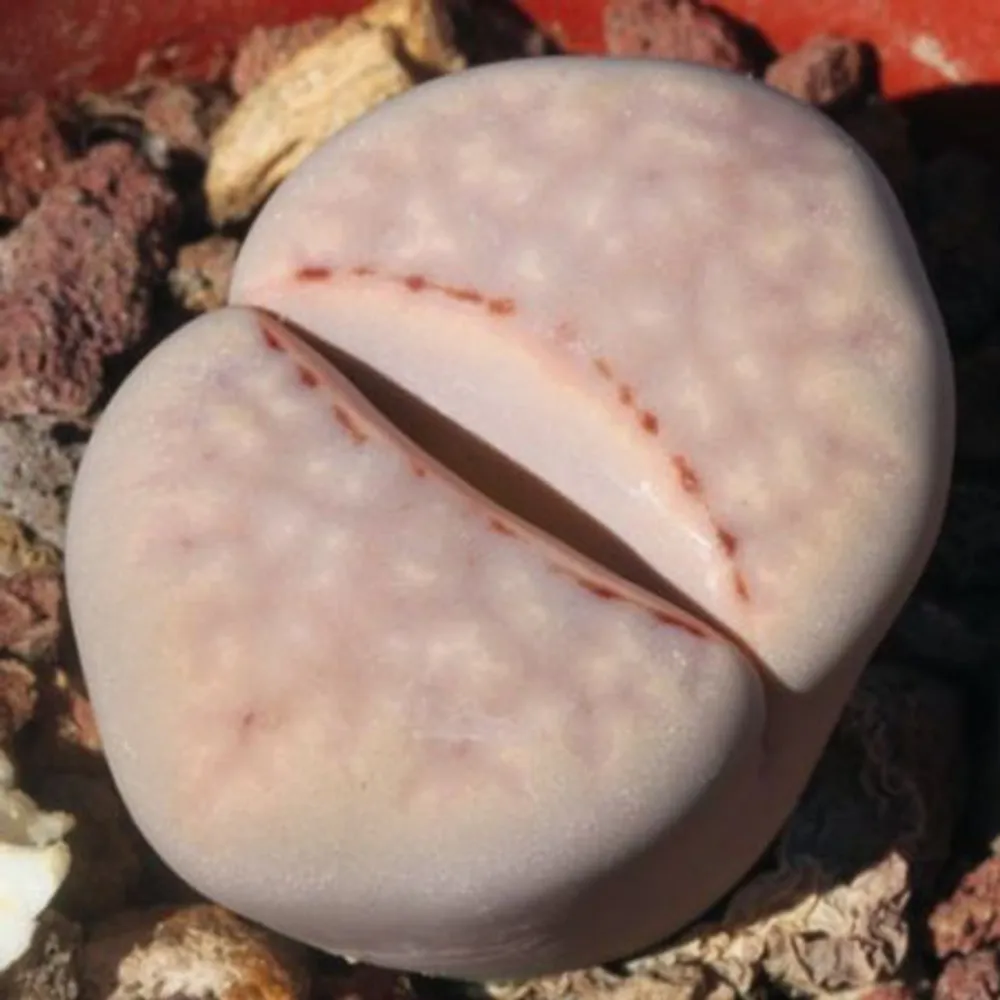 Литопс (Lithops Julii Fulleri C171) Живые камни семена 4 шт