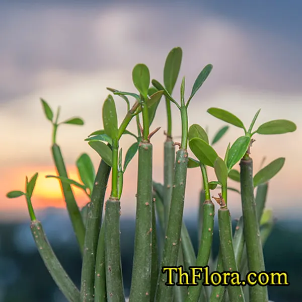 Мангр Красный (Red Mangrove) с корнями и листьями 30+ см