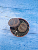 Lithops sp. (Литопсы)