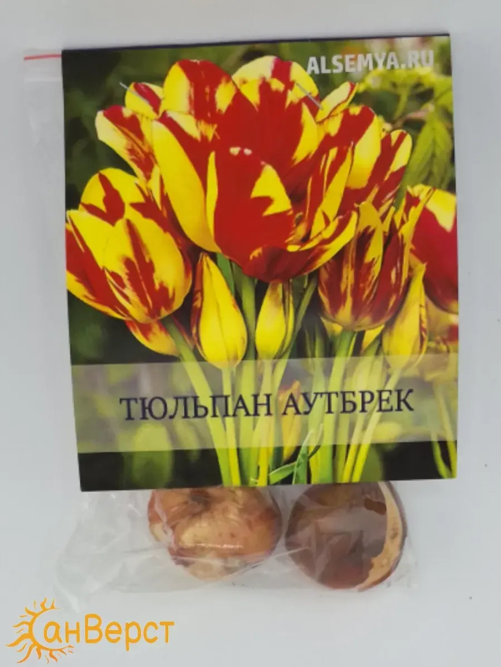 Тюльпаны луковицы многоцветковые Аутбрек на посадку