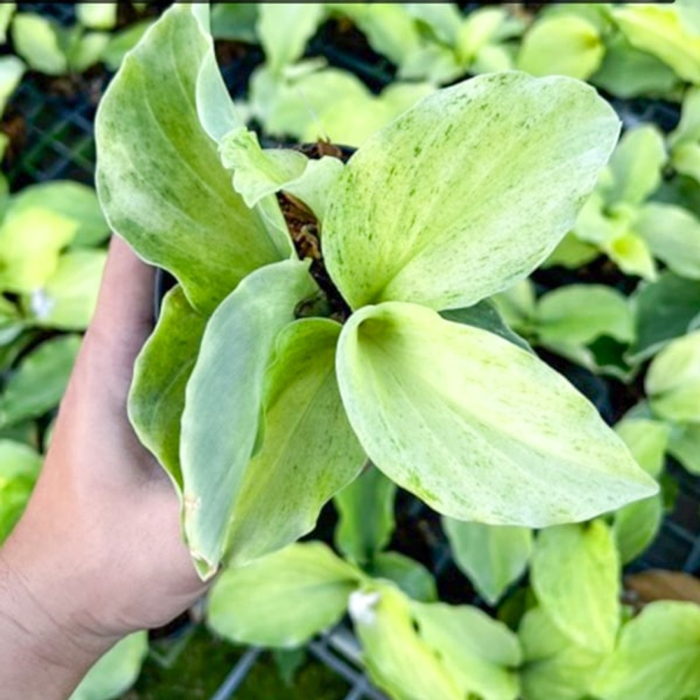 Кемпферия 01 MINTY MINT (Н132)