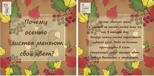 Изучаем листья. Второй урок Изучаем листья. Второй урок