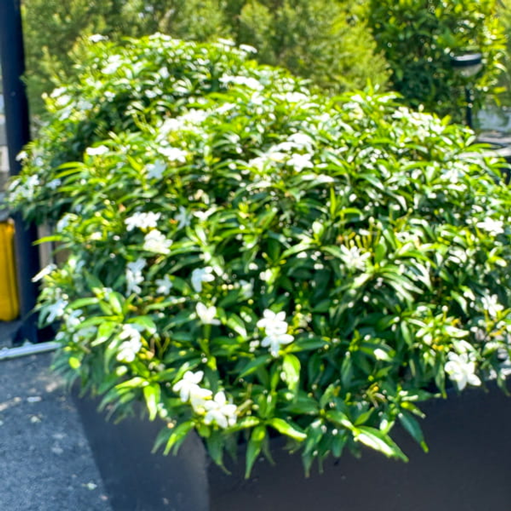 Гардения жасминовидная – Gardenia Jasminoides