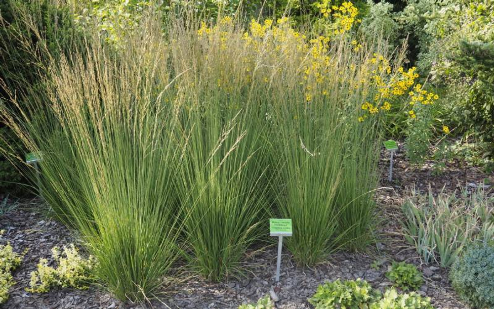 Молиния голубая "Heidebraut". Molinia caerulea "Heidebraut"