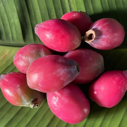Цереус Хильдманна (Cereus hildmannianus) семена 5 штук