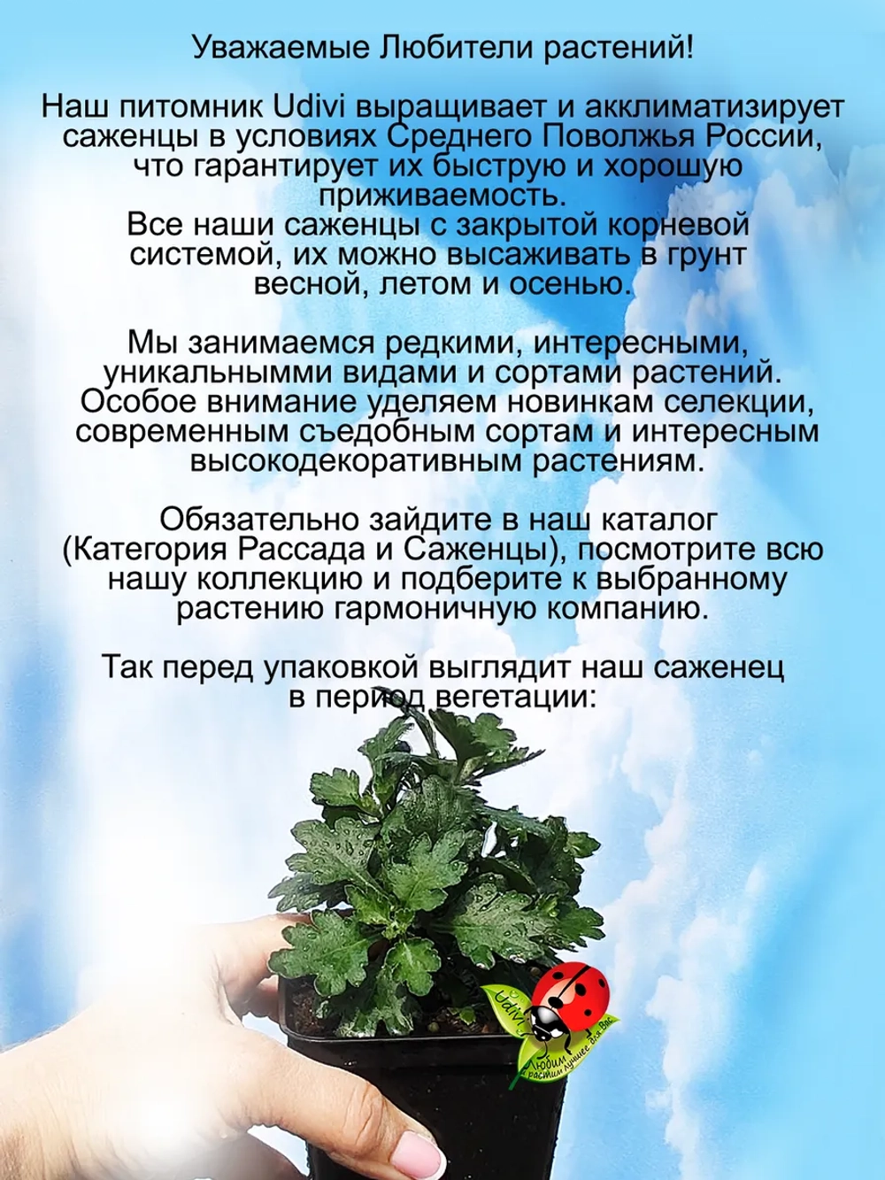 Хризантема Скайфол Желтый ампельная