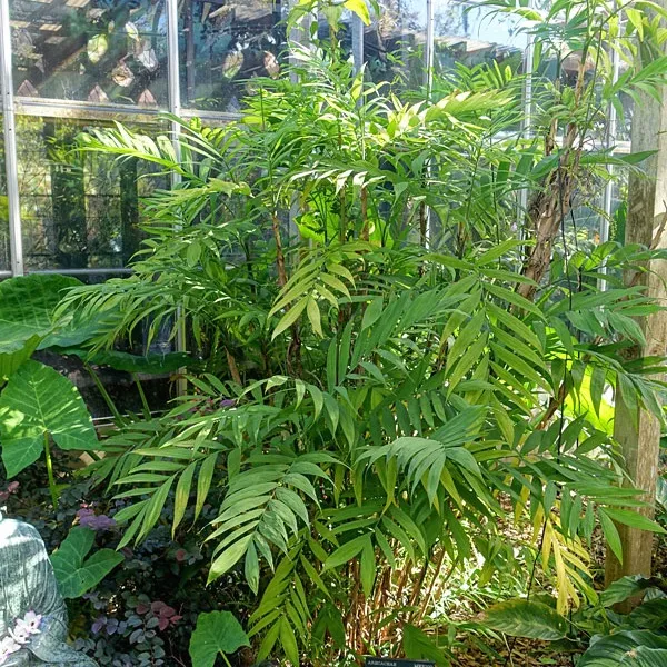 Хамедорея Микроспадикс (Chamaedorea microspadix) — семена, 3 шт.