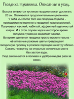 Гвоздика травянка Розовая многолетняя