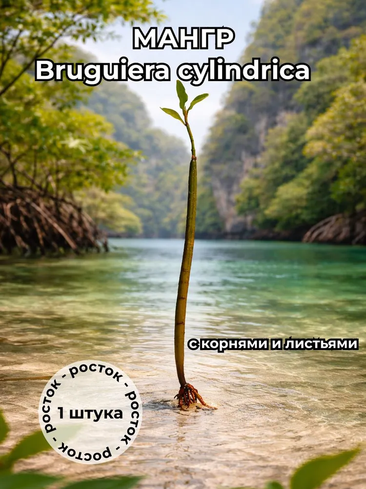 Мангр Бругиера Bruguiera cylindrica c корнями и листьями, 1 шт. — живое растение
