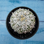 Astrophytum Asterias (Астрофитум)