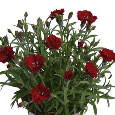 1626 Гвоздика SWEET PLEASURE M RED (ОСЕНЬ 2025)
