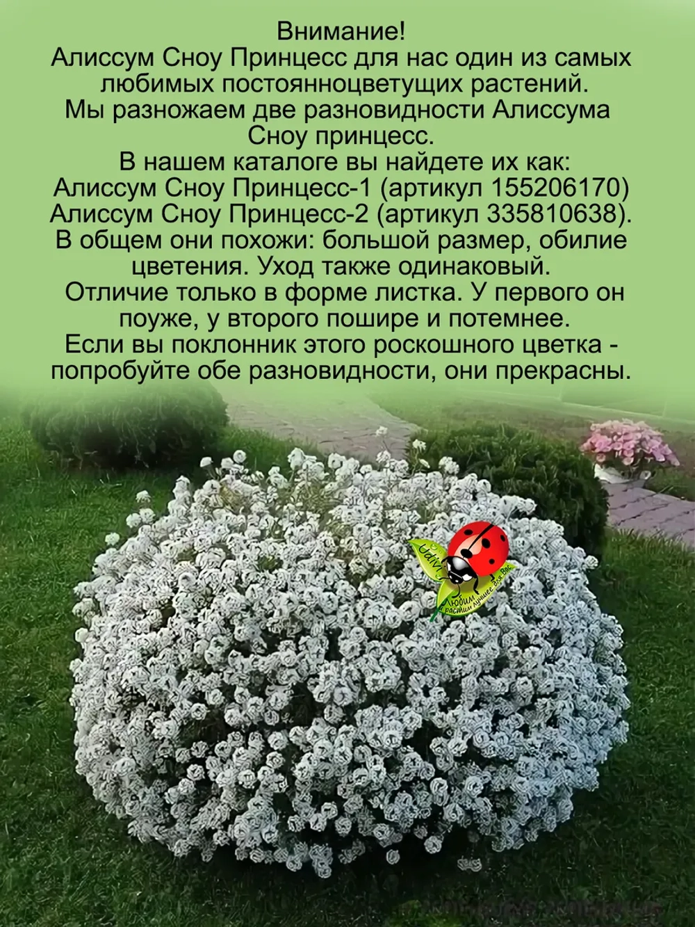 Алиссум вегетативный Сноу Принцесс мощный быстрорастущий