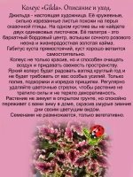 Колеус Джильда вегетативный