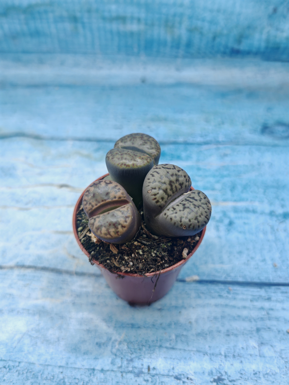 Lithops sp. (Литопсы)