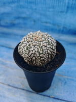 Astrophytum Asterias (Астрофитум)