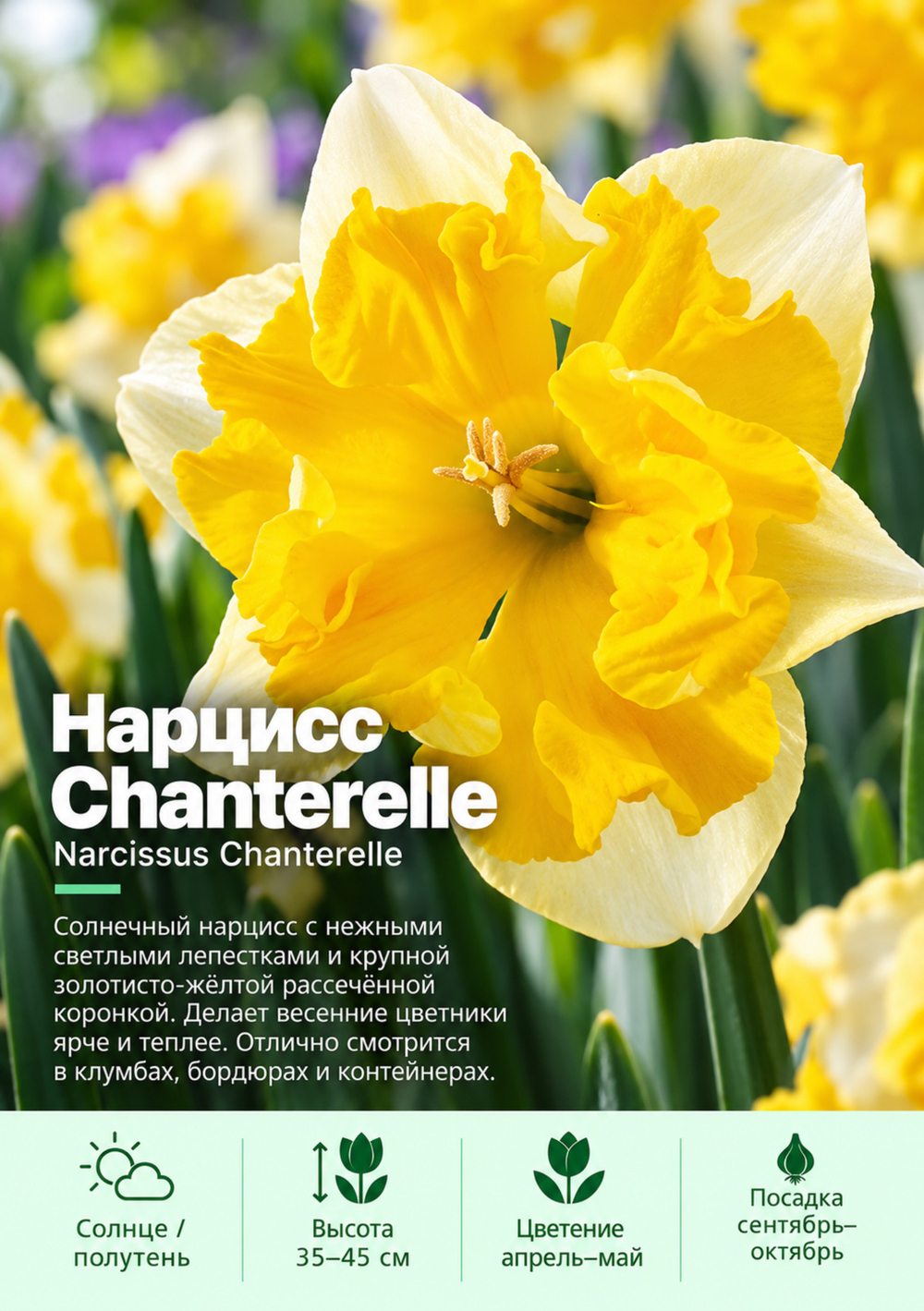 Нарцисс Chanterelle