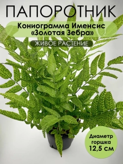 Кониограмма Именсис «Золотая Зебра». Папоротник живой